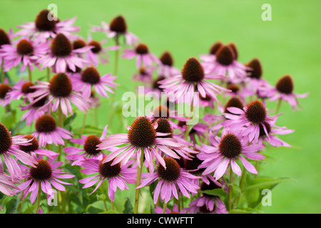 Close up purple Echinacea purpurea flowering in a garden in Wiltshire against a blurred green background, Autumn, UK Stock Photo