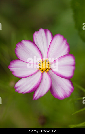 Close up of a Pink & White Cosmos against a blurred green background, UK Stock Photo