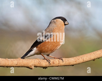 Female bullfinch in the afternoon sun