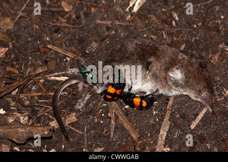 Sexton beetles and a green bottle on a Common Shrew Stock Photo