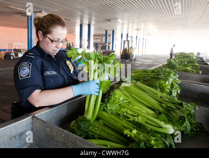 Female agriculture specialists for U.S Customs and Border Protection, inspect boxes of celery coming in from Mexico Stock Photo