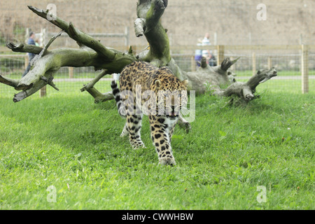 Amur leopard baring its teeth and walking towards the camera, in front of dead tree. Stock Photo