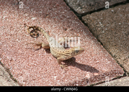 lizard brown cute animal closeup picture Stock Photo