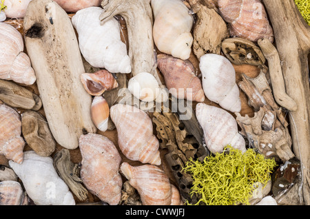 Arrangement of various sea shells Stock Photo