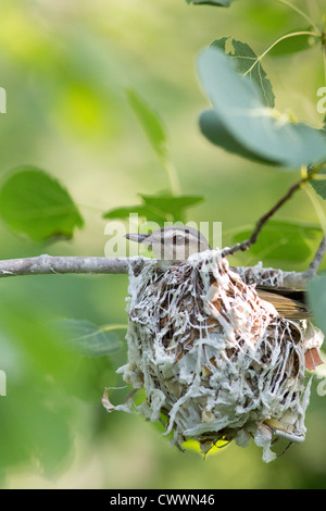 Red-Eyed Vireo Stock Photo