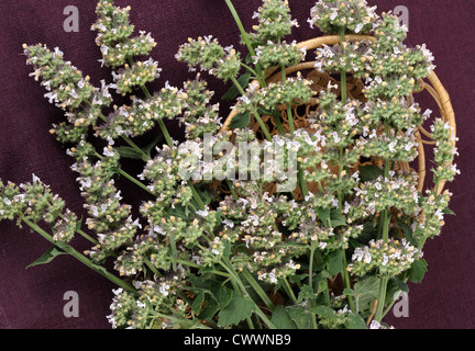 Beam catmint (Nepeta cataria ) lies in the basket on the tablecloth. Stock Photo