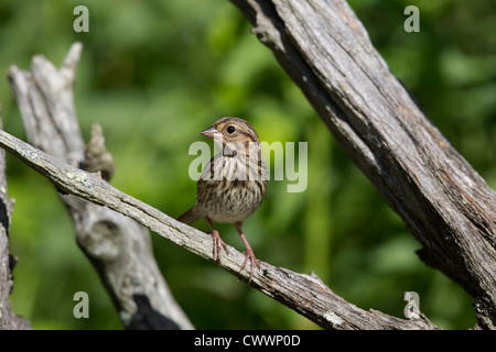 Savannah Sparrow Stock Photo
