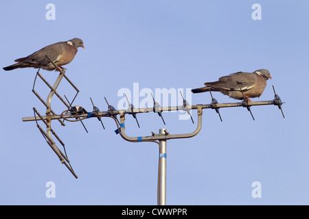 Wood Pigeons Columba palumbus perched on TV aerial Stock Photo