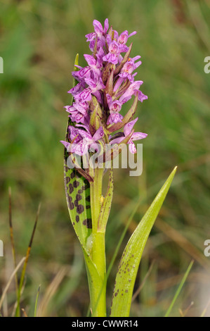 Flecked Marsh Orchid - Dactylorhiza incarnata cruenta Stock Photo