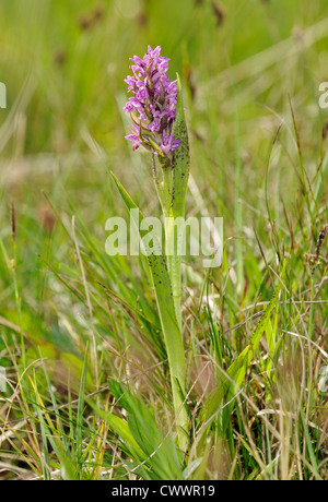 Flecked Marsh Orchid - Dactylorhiza incarnata cruenta Whole plant Stock Photo