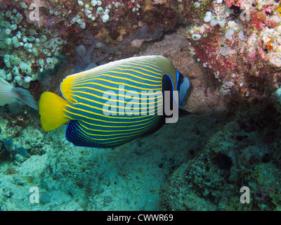 Imperial Angelfish (Pomacanthus imperator) Stock Photo