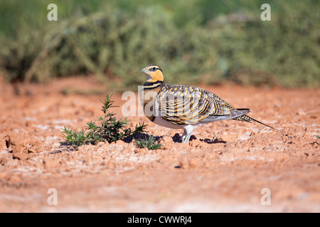 Pin Tailed Sandgrouse; Pterocles alchata; Spain; summer Stock Photo