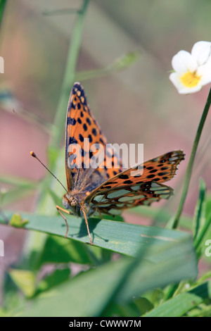 Queen of Spain Fritillary Butterfly; Issoria ianthonia; Spain Stock Photo