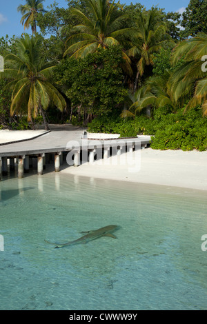 Shark swimming on tropical beach Stock Photo