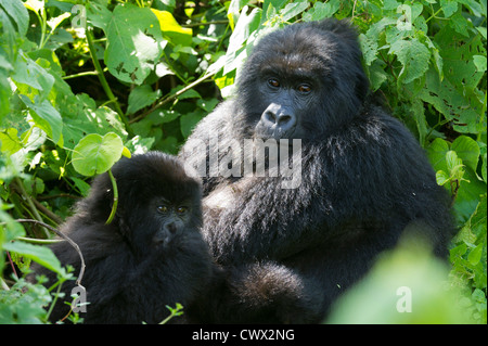 Mountain gorilla (Gorilla beringei beringei), Virunga National Park, DR Congo Stock Photo