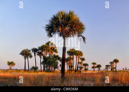 Sabal palms in grassland at sunset, Kissimmee Prairie Preserve State Park, Florida, USA Stock Photo