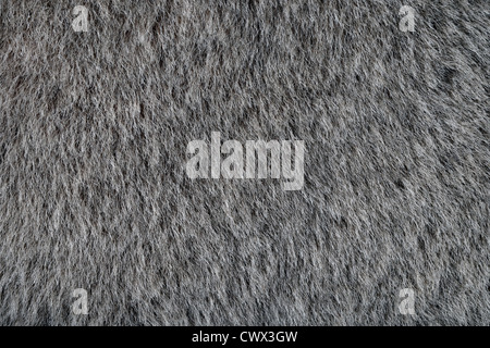 Animal Gray Fur Texture as Wallpaper or Background Stock Photo