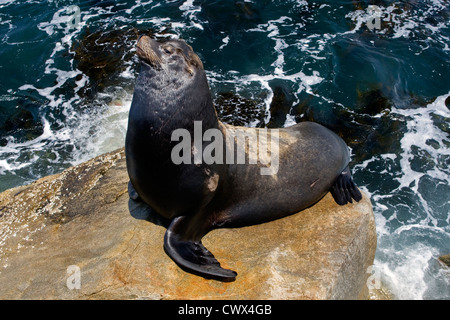 California Sea lion resting on rock in Monterey Bay, California Stock Photo