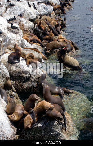 California Sea lion resting on a rock jetty in Monterey Bay, California Stock Photo