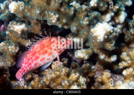 A hawkfish at Coiba Island off the coast of Panama. Stock Photo