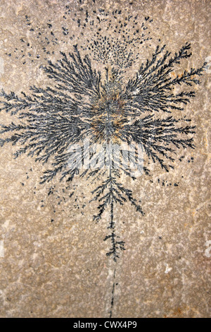Manganese dendrite mineral Stock Photo - Alamy