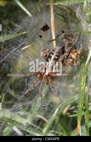 Grass funnel weaver / Labyrinth spider female (Agelena labyrinthica: Agelenidae) on her sheet web UK Stock Photo
