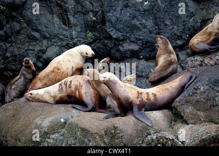 Stellar sea lions (Eumetopias jubatus) hauled out on rocks off the coast of Alaska. Stock Photo