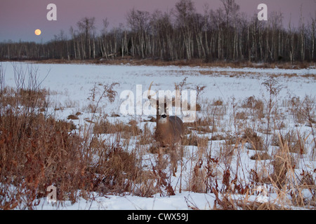 White-tailed deer in winter Stock Photo