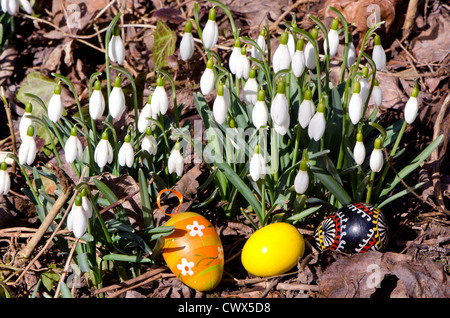 early spring snowdrops and easter eggs Stock Photo