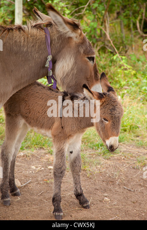 Donkey mother and foal Stock Photo