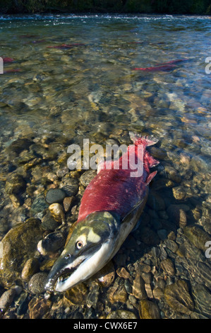 Dead male fish spawning canada hi-res stock photography and images