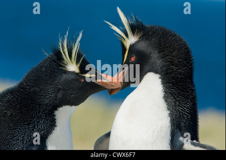 Rockhopper Penguin (Eudyptes chrysocome) Courting Pair, Falkland Islands Stock Photo