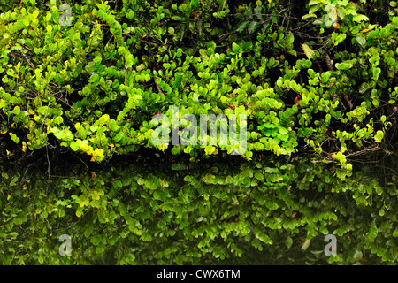 Spring Cypress and willow trees reflected in pond, Big Cypress National Preserve, Florida, USA Stock Photo