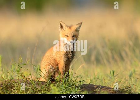 A Red Fox Kit (Vulpes vulpes) sitting on top of the den site, Missoula, Montana Stock Photo