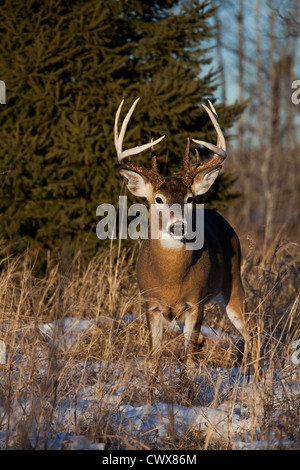 White-tailed deer in winter Stock Photo