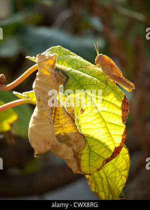 Bug Grasshopper Pest Insect eating Capsicum Chili pepper Stock Photo ...
