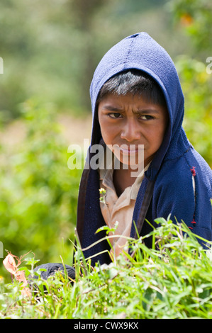 Guatemala, Solola. Boy in field. Stock Photo