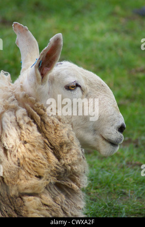 Border Leicester sheep head in profile Stock Photo