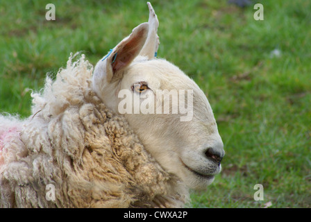 Border Leicester sheep head in profile Stock Photo