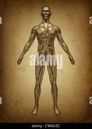 Human blood grunge vintage circulation in the cardiovascular System with heart anatomy from a healthy body on old parchement as Stock Photo