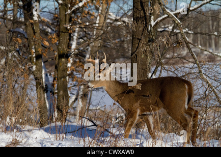 White-tailed deer in winter Stock Photo