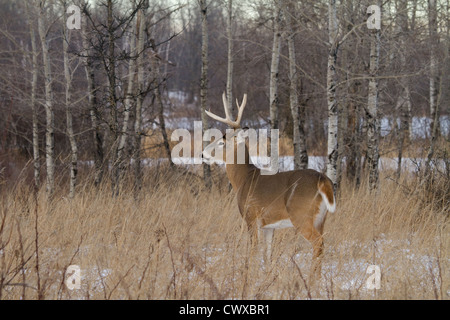 10-point white-tailed buck in winter Stock Photo