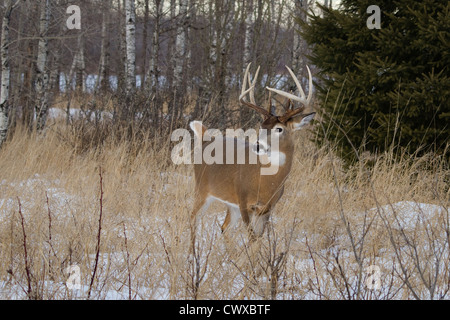 10-point white-tailed buck in winter Stock Photo