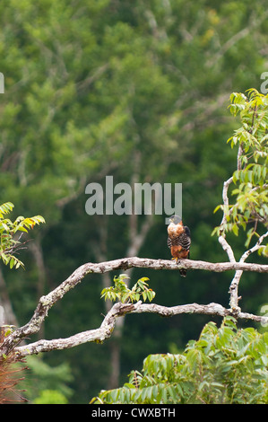 Orange-breasted Falcon, Falco deiroleucus, Tikal National Park, Parque Nacional Tikal, UNESCO World Heritage Site, Guatemala. Stock Photo
