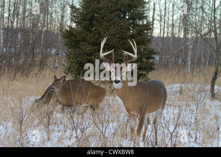 10-point white-tailed buck in winter Stock Photo