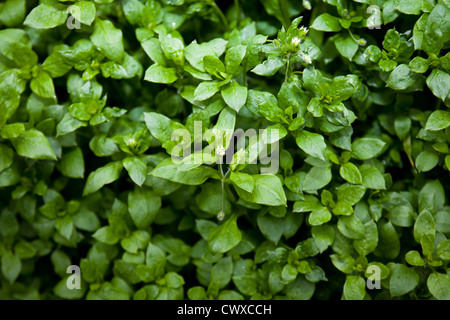 Common Chickweed: (Stellaria media): Can be used in sandwiches and salads - like alfalfa. Stock Photo