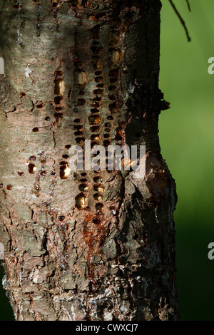 Sap wells left by a yellow-bellied sapsucker Stock Photo