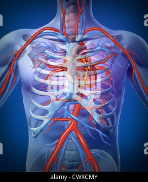 Human heart circulation In a skeleton cardiovascular system with heart anatomy from a healthy body on a black glowing background as a medical health care symbol of an inner vascular organ as a medical diagram. Stock Photo