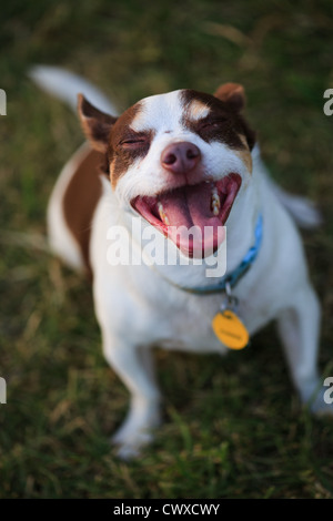 dog sitting on green lawn in Panama City Stock Photo - Alamy