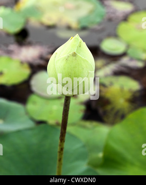 Bud of The Lotus Flower Stock Photo